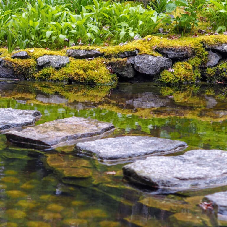 Créer un étang de jardin : Tout ce que vous devez savoir