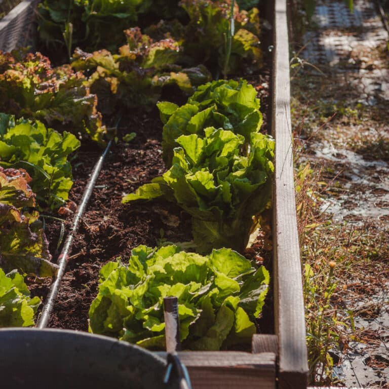Du terreau aux tomates : comment créer un potager bio avec succès