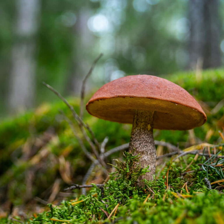 reconnaître un champignon comestible