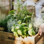 Les Plantes Aromatiques Biologiques : Cultiver, Utiliser et Profiter de l’Arôme Naturel