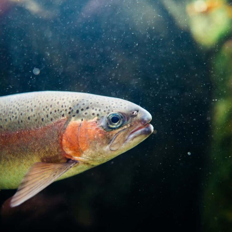 pêche à la truite
