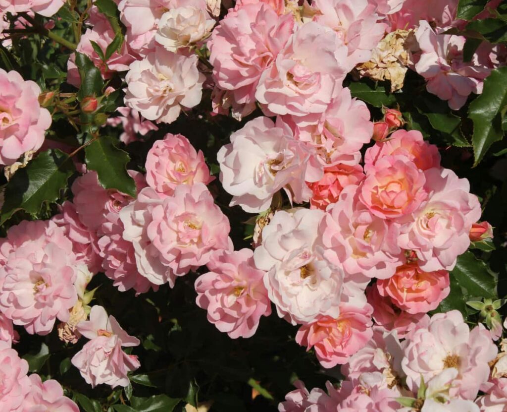 taille des rosiers