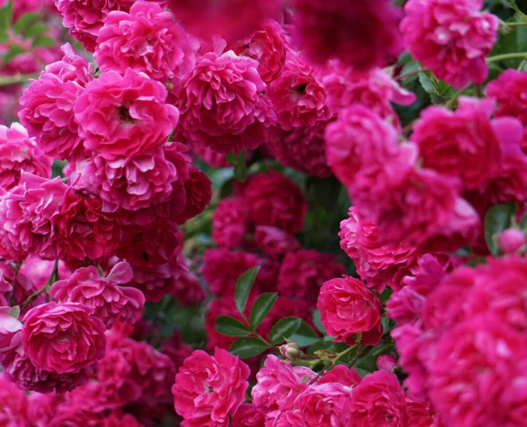 taille des rosiers