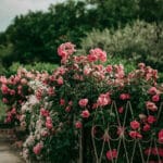 Bien tailler vos rosiers : guide pratique pour une floraison réussie