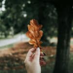 Préparer ses massifs pour l’automne : conseils pratiques pour un jardin éclatant